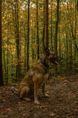 A lovely walk in an autumn forest after the rain