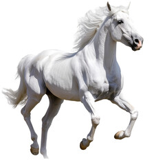White horse transparent background 