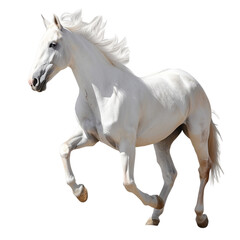 Obraz na płótnie Canvas White horse transparent background 