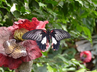 Papillon