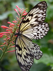 Papillon