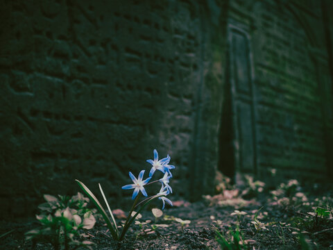 little blue flower and in the background a Jewish tombstone