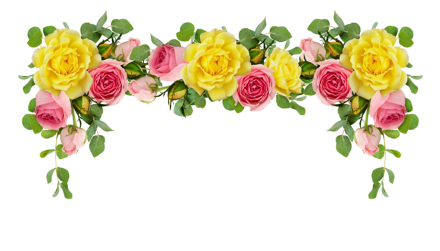Pink and yellow rose flowers with eucalyptus leaves in frame arrangement isolated on white or transparent background