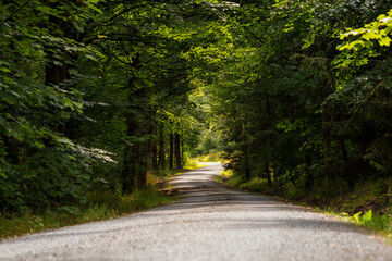 Mit Kies angelegter gerader Waldweg in einem Mischwald im Sommer