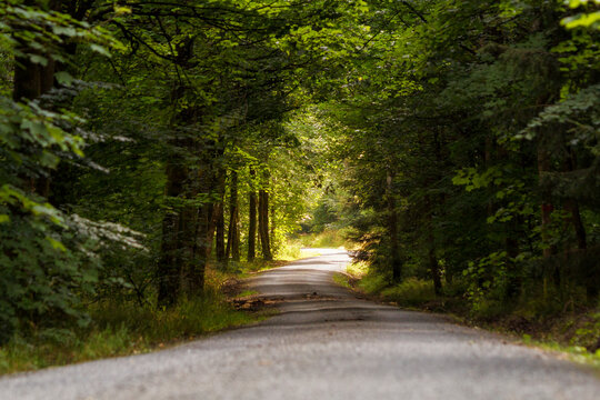 Mit Kies angelegter gerader Waldweg in einem Mischwald im Sommer