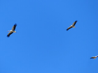 Vol de cigognes dans le ciel bleu