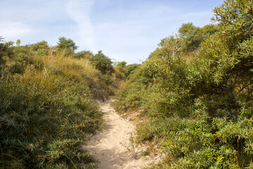 the dunes landscape in Haamstede, Zeeland in the Netherlands - 776149964