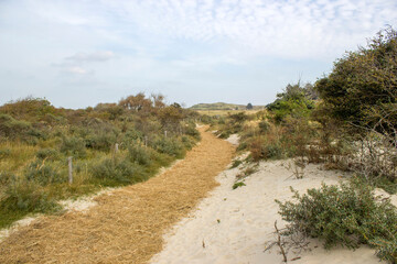 the dunes landscape in Haamstede, Zeeland in the Netherlands - 776150131