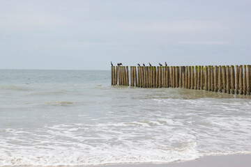Wave breaker made of wooden stakes on the beach, Haamstede, Zeeland, Netherlands - 776150152