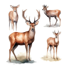 Watercolor drawing clipart of a deer (Gazelle), isolated on a white background, Illustration painting, deer vector, drawing, design art, clipart image, Graphic logo.