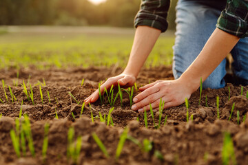 Farmer hand touches green leaves of young wheat in the field. Woman touches the crop and checks the...