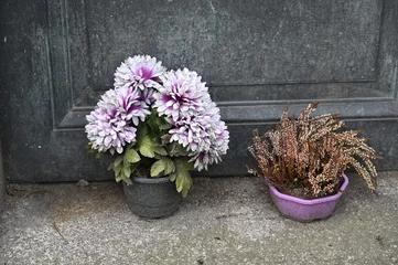 Fotobehang Fleurs violettes  sur une tombe © Cyndie