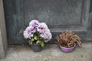 Fleurs violettes  sur une tombe