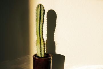 Cactus in the pot in natural light, houseplant