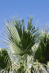 Palm leaves over the blue skies, summer background