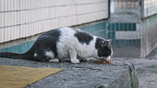 An up-close view of a black and white cat savoring its food on a worn concrete slab in the city. Stray cat outdoor in slow motion. Lonely abandoned homeless animals.