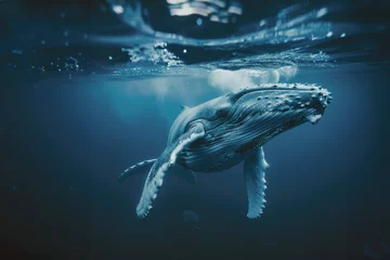 Foto op Plexiglas vue sous-marine d'une baleine à bosse venant respirer à la surface de l'océan © Sébastien Jouve