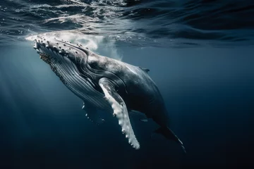 Foto op Plexiglas vue sous-marine d'une baleine à bosse venant respirer à la surface de l'océan © Sébastien Jouve