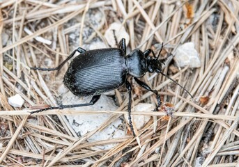 black beetle from the family Calosoma olivieri passing by