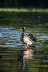 Mallard on Lake