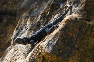 black Agama lizard climbing down a rock in close up