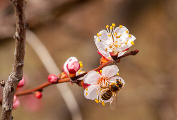 A bee pollinates a peach blossom in spring day
