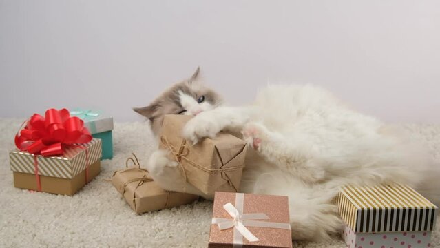 Gift boxes, lies white cat.