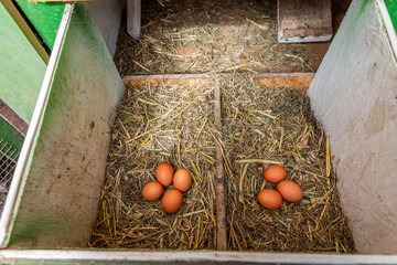 Organic raw chicken eggs in a nest at chicken coop, local farm, henhouse