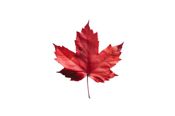 A single red maple leaf isolated on white background or transparent background, die-cut, png cutout