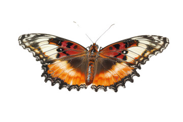 Fototapeta na wymiar A butterfly isolated on white background or transparent background, die-cut, png cutout