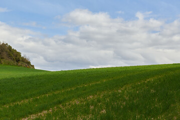 A green field in a cloudy day