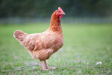 Red brown Sussex chicken on farm isolated on blurred background - obrazy, fototapety, plakaty