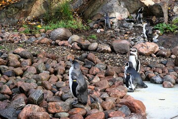 A Colony of Penguins Huddled Together on a Rocky Shoreline