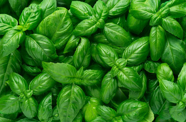Basil leaves background, texture, top view 