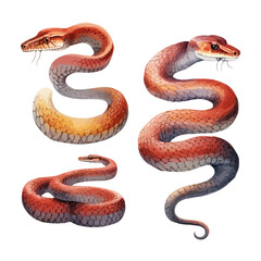 Watercolor painting of Snake collection, isolated on a white background, drawing clipart, Illustration Vector, Graphic Painting, design art, logo, Snake vector.