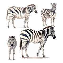 Fototapeta na wymiar Watercolor Illustration vector of set Zebra, isolated on a white background, design art, clipart image, Graphic logo, drawing clipart, Zebra vector, Illustration painting.