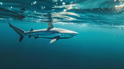 Blue shark swims near the surface - obrazy, fototapety, plakaty
