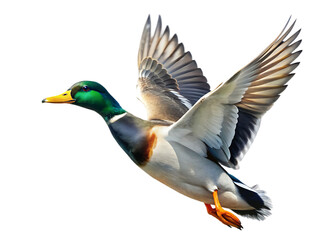 arafed duck flying in the air with its wings spread