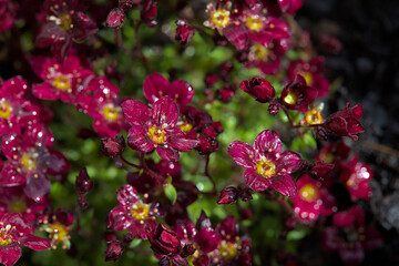 Many dark red mossy saxifrage in the garden