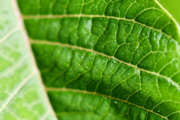 green leaf macro