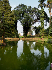 Fototapeta na wymiar India, Kolkata, Botanical Gardens