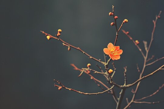 an orange flower sits atop a branch with yellow buds