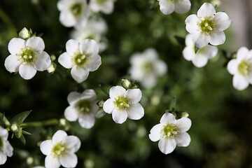 Many white sandworts blossoms in spring in the garden. Nice flowering pattern.