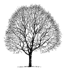 Tree bare deciduous silhouette single, seasonal, sketch, vector hand drawn illustration isolated on white