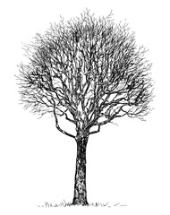 Tree bare deciduous silhouette crooked,single,seasonal, sketch, vector hand drawn illustration isolated on white