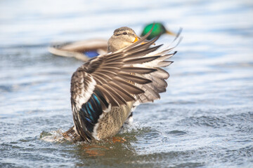 Duck Flapping Her Wings