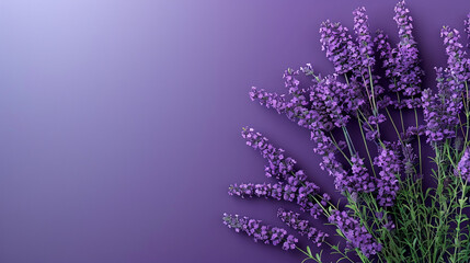 Elegant Lavender Flowers, Purple Background, Copy space