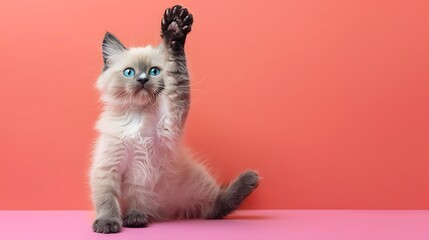 Cute blue bicolor Ragdoll cat kitte sitting up facing front with one paw playful in air on colored...