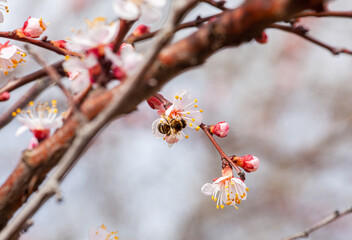 First flowers of an apricot tree and a bee against a blue sky