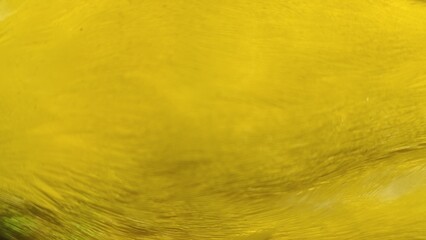 Soft and smooth yellow bird feather surface closeup abstract background texture. Natural golden...